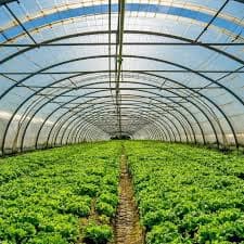 Greenhouse